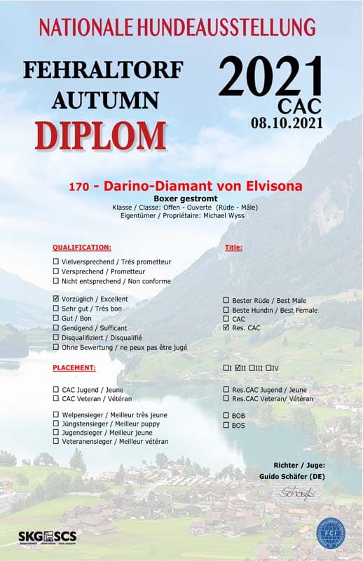 Darino-Diamant von Elvinsona-2021-10-08-CAC-Fehraltdorf